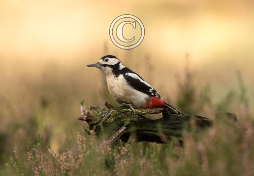 Greater-Spotted-Woodpecker-DM2124